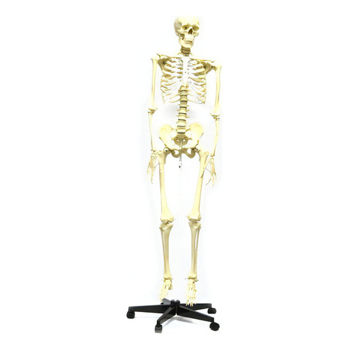 Modelo De Esqueleto Humano Tamaño Real 1.80 Metros