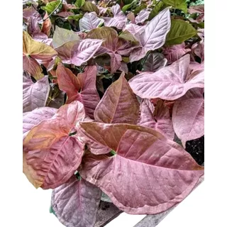 Syngonium Rosado Pink - Planta De Interior - Maceta 14