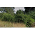 Industrial En Venta En Mariquina