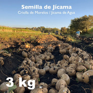 Semilla De Jícama - 3 Kg 