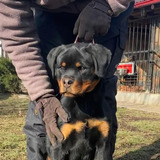 Cachorros De Rottweiler Inteligentes Con Papeles