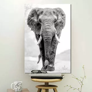 Cuadro Decorativo Animales Elefante Blanco Negro (80x50 Cm)