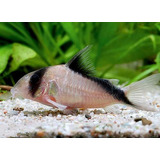 Peixe Corydora Meline (lote Com 3 Unidades)