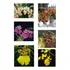 Orquidea Oncidium Adulta Sin Flor