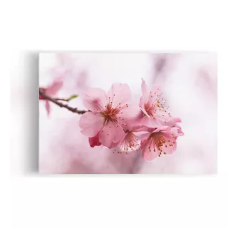 Quadro Flores De Cerejeira Rosa Sakura Foto Canvas 60x40cm