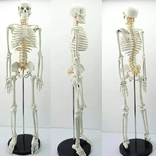 Esqueleto Humano 
