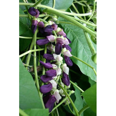 Mucuna Preta  Sementes (250g)