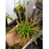 Planta Carnivora Droseras X2