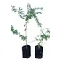 Duranta, Arbusto.