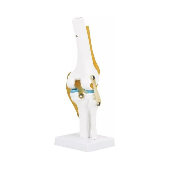 Modelo De Articulación De Rodilla Humana Para Estudio De Ana