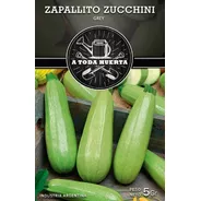 Semillas Zucchini Zapallito  Alargado X Sobre Huerta En Casa