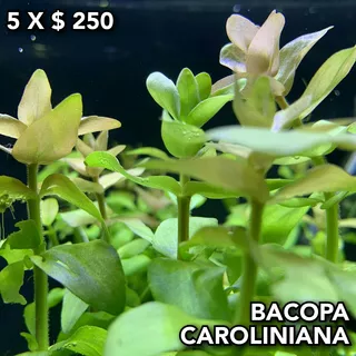 Bacopa Caroliniana Planta Natural Acuarios Plantados.