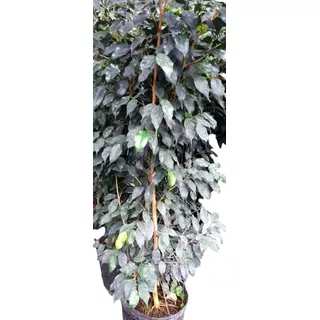 Ficus Benjamina Mac 15 Lt 