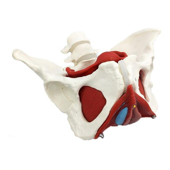 Pelvis Femenina Vasos Músculos Nervios Figura De Anatomía.