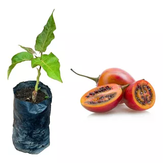 2 Mudas Tamarilho Roxo (tomate De Árvore) - Sem Agrotóxicos!