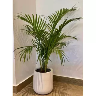 Palmera Areca Maceta Gota Fibra De Vidrio Deco Living/oficin