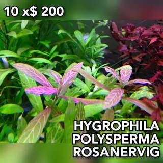 Higrophila Polysperma Rosanervig Plantas Acuario Plantadox20