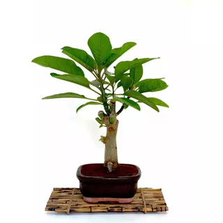Bonsai Planta Ombú 12 Años 30cm Maceta Cerámica Esmaltada N4