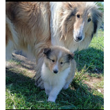 Cachorros Collie