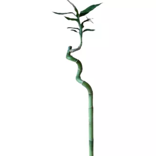 Lucky Bamboo - Bamboo De La Suerte - Bambu 40 Cm