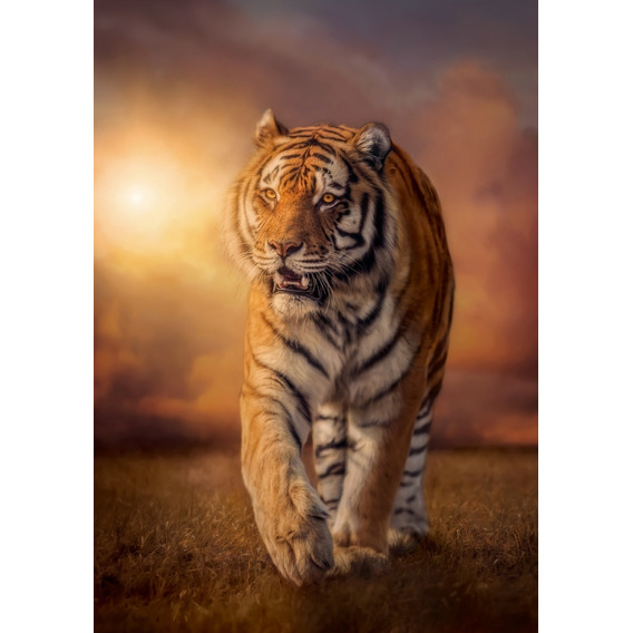 Tigre Bengala Majestuoso Rompecabezas 1500 Pz Clementoni