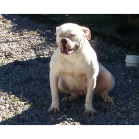 Bulldog Americano Barato Cachorros De Raça No Mercado Livre Brasil