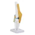 Knee Joint Model Anatomy Study Life Size Human For Skeleton