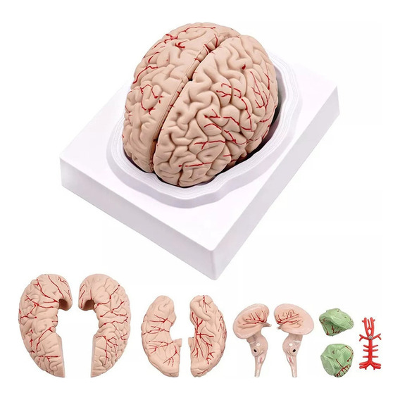 Cerebro Humano, Modelo De Anatomía Del Cerebro Humano En