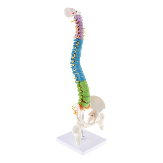Modelo De Columna Vertebral Humana Flexible De 45 Cm