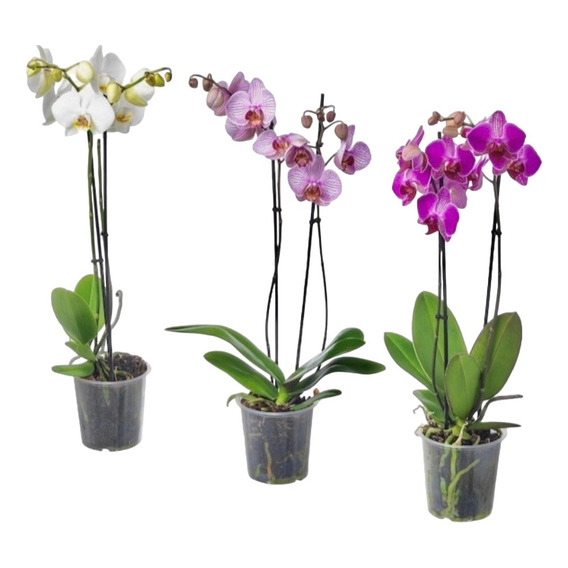 Orquídea Phalaenopsis - Excelentes Planta Interior - Envíos
