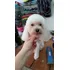Guau Guau: Cursos De Peluquería Canina 12 Clases