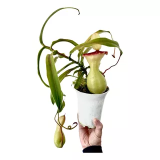 Mudas De Nepenthes Ventricosa - Planta Carnívora!!!