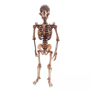 Esqueleto Humano Quebra Cabeça 3d Mdf 3mm 119 Pç Genitori