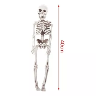 Esqueleto  Humano Ativo Modelo Anatomia Arte Esboço 40cm