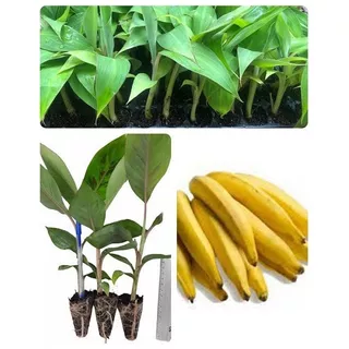 Kit - 10 Mudas De Banana Da Terra - Resistente A Doenças