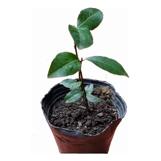 Planta De Laurel Comestible -plantin N*12-