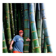 Bambu Gigante Mosso Moso Phyllostachys Pubescens Sementes