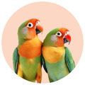 AVES