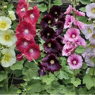 Semillas Malva Real Alcea Perenne Mix