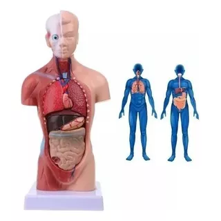 Torso 28 Cm 14 Partes Assexuado Corpo Humano + Orgãos - Top