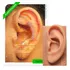 Oreja de silicona, mapa de auriculoterapia plastificado A4
