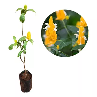 Muda De Camarão Amarelo Ou Flor Camarão Amarelo