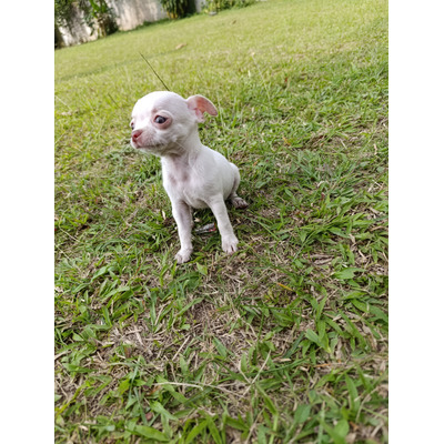 Cachorras Chihuahua