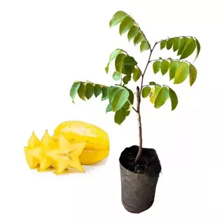 Muda De Carambola Mel (planta Com Propriedades Medicinais)