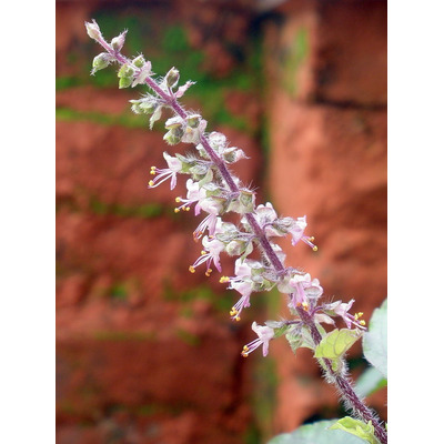 50 Semillas Albahaca Tulsi (ocimum Sanctum) Krishna