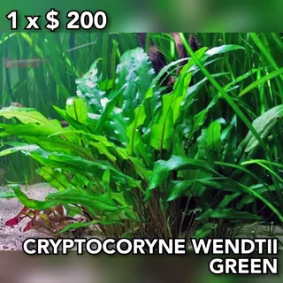 Cryptocoryne Wendtii Green Planta Acuario Plantado.