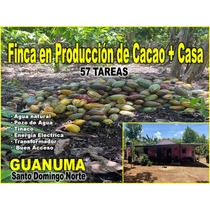 Finca 57 Tareas En Producción De Cacao  + Casa, Guanuma, Santo Domingo Norte, Rd$10,800,000.00