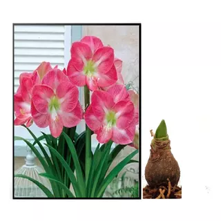 Bulbos De Flores Originais | Amarílis Amaryllis Pression Pro