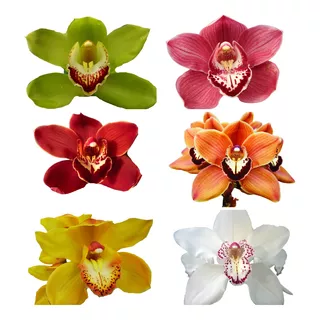 Kit Com 10 Mudas Orquídeas Cymbidium Promocao Frete Gratis