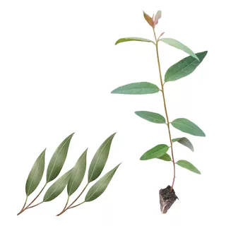 Mudas Eucalipto Grandis - Eucalyptus Grandis - 50 Un